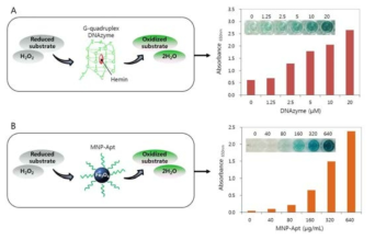 DNAzyme의 효소활성에 의한 비색효과(A) 및 MNP-Apt의 효소활성에 의한 비색효과(B)