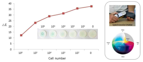 E. coli O157:H7 농도별 색차 비교