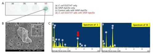 필터형 비색센서를 이용한 E. coli O157:H7 검출 (A), 주사전자현미경 스캔 (B) 및 세포 표면과 페이퍼 표면의 Fe 원소분석 (C)