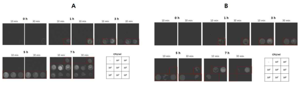 금 나노입자를 이용한 luminescence 이미지, A : no gold, B : 5 nm gold nanoparticle