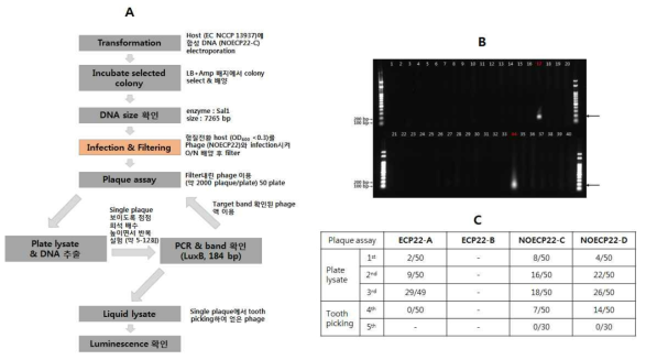 재조합 리포터 파지 스크리닝 과정 (A), 1차 스크리닝 시 PCR 산물 (B), 스크리닝 시 PCR 양성 클론 수 (C)