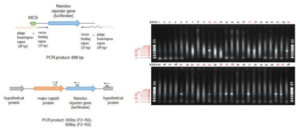 개선된 리포터 파지 construct (좌) 및 PCR screening (우)