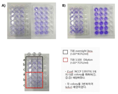 Cristal violet을 이용한 E.coli NCCP 13937 biofilm의 염색과 용출, A: biofilm non-formation 조건 (37℃), B: biofilm formation 조건 (30℃)