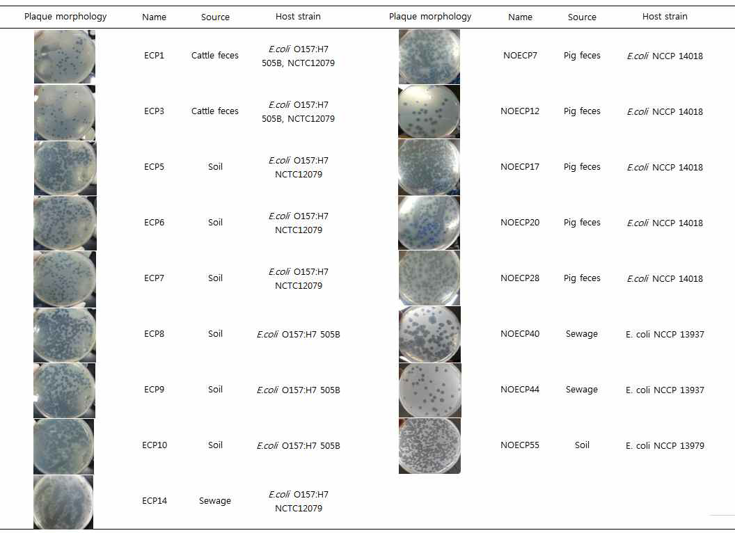 Depolymerase 분비하는 E.coli O157:H7, non-O157 phage 분리