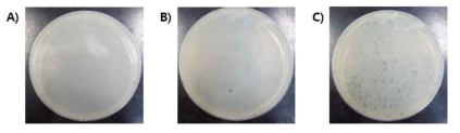 Phage propagation 조건 확립