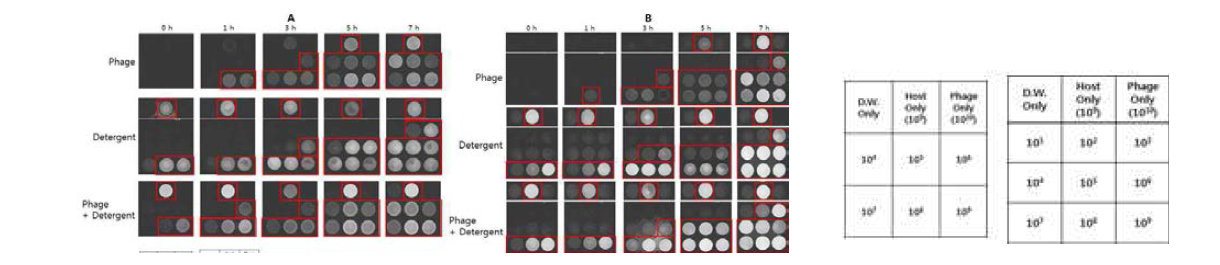 파지 및 detergent 처리에 따른 식중독균 검지 luminescence 이미지 비교, A:ADP 300 μM, B: ADP 1 mM