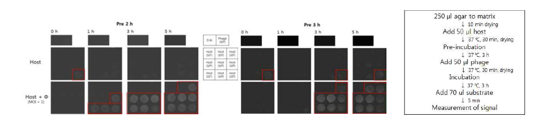 전 배양 시간에 따른 이미지 측정 (좌, MOI=1) 및 확립된 검지 매트릭스 적용 이미지 센서 사용법 (우)