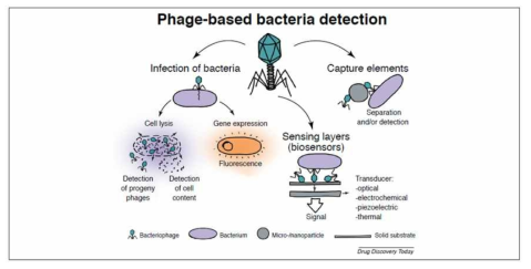 박테리오파지 기반 식중독균 검출 모식도