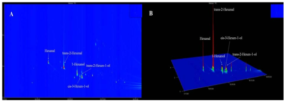 GCxGC-TOFMS chromatogram of raw deoduk. (A) 2D contour plot (B) 3D surface plot.