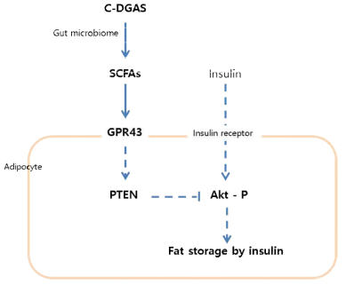 DGAS 처리 재결정화 밤전분의 지방 축적 억제 pathway 도표