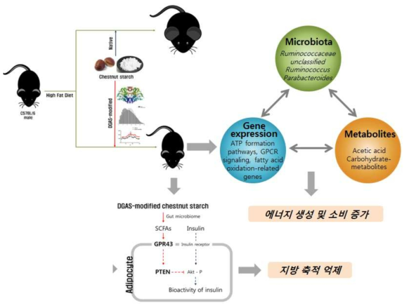 자당활성효소 DGAS처리 밤 전분의 비만 억제 활성의 메커니즘 모식도