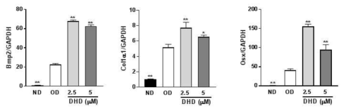 DHD의 골아세포 분화 증진 활성