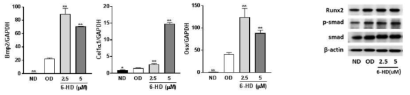 6HD의 골아세포 분화 증진 활성