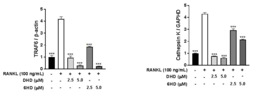 파골세포의 TRAF6 & Cathepsin K mRNA 발현