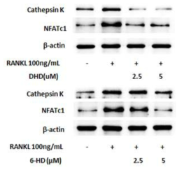 파골세포의 Cathepsin K & NFATc1 단백질 발현