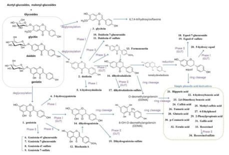 Metabolic pathway of isoflavone metabolites detected in serum after ingestion of boiled soybean (BS) or Cheonggukjang (CGJ)