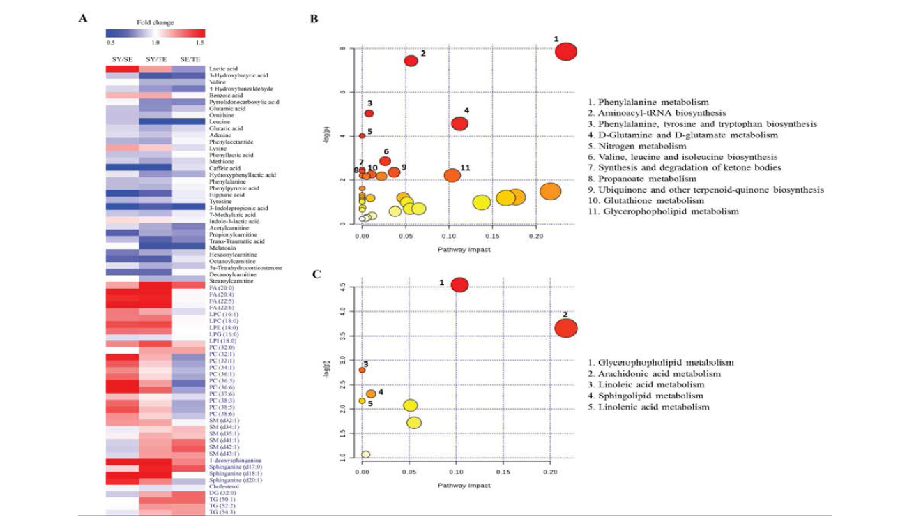 Heat map and metabolic pathway of metabolites identified by metabolomics and lipidomics analysis. (A) Heat map of identified metabolites. (B) amino-acid metabolism. (C) Lipid metabolism