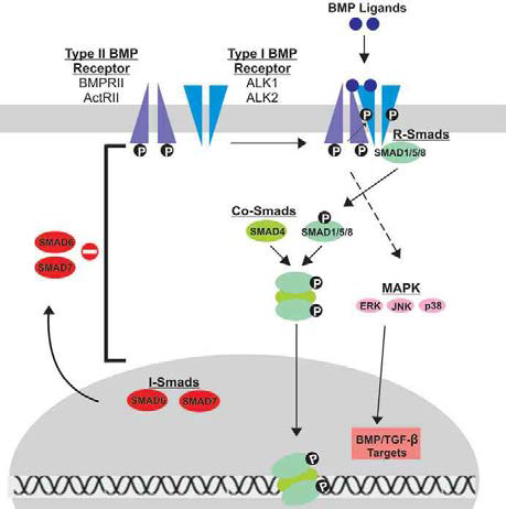 BMP signaling 모식도