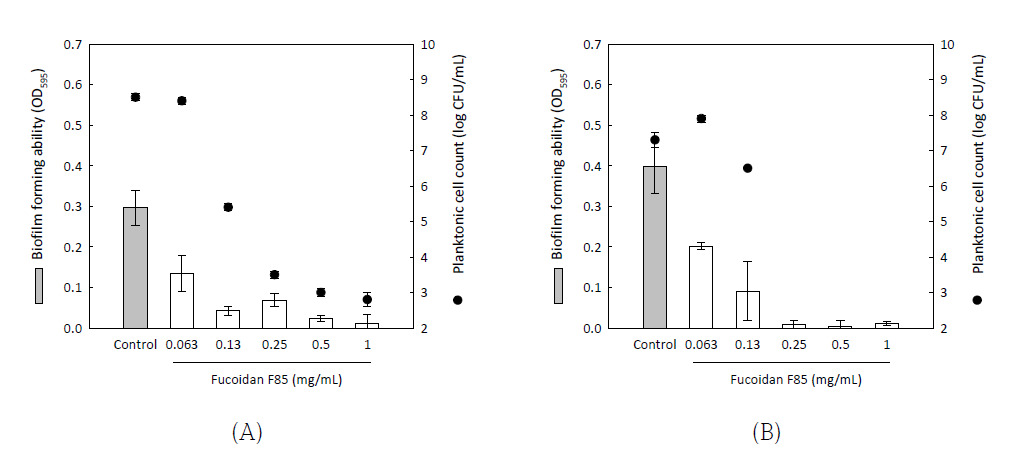 Antibiofilm activity of fucoidan F85 for Streptococcus mutans KCTC5458 for 24 h (A) and 48 h (B)