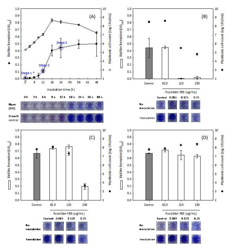 Time-coursed biofilm formation of S. mutans KCTC5458 (A) and the anti-biofilm activity of fucoidan F85 according to treatment time (B, C and D)