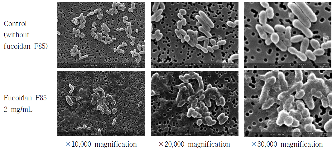 The morphological observation of the S. mutans KCTC5458 cells treated with fucoidan F85