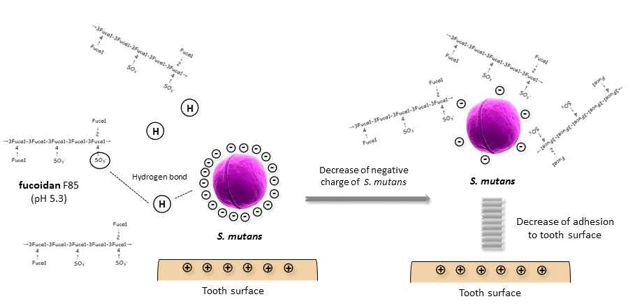 The mode of antibiofilm action of fucoidan F85 for S. mutans