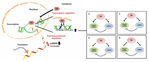 miRNA-TF에 의해 autophagy 유전자 발현 조절 가능성