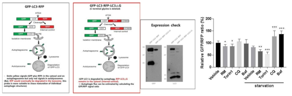GFP-LC3-RFP-LC3ΔG 세포주 구축