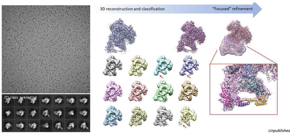 RNA polymerase 단백질의 고분해능 구조 분석