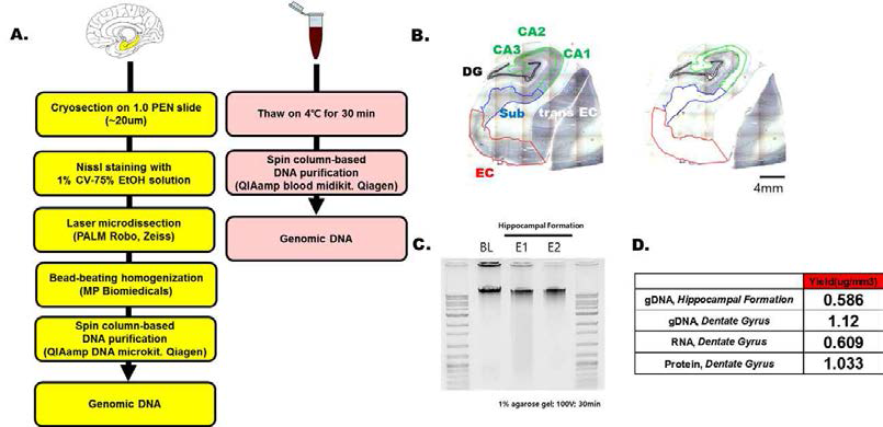 해마 형성체(HIF) 및 혈액(Blood)에서 gDNA 추출하는 Work Flow