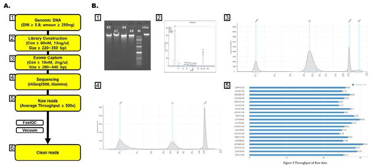 gDNA에서 clean reads를 생산하기 위한 과정을 나타낸 모식도 및 관련 데이터