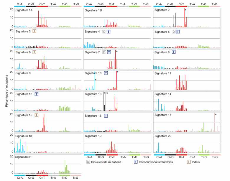암 유전체에서 발견되는 대표적인 Mutation Signature