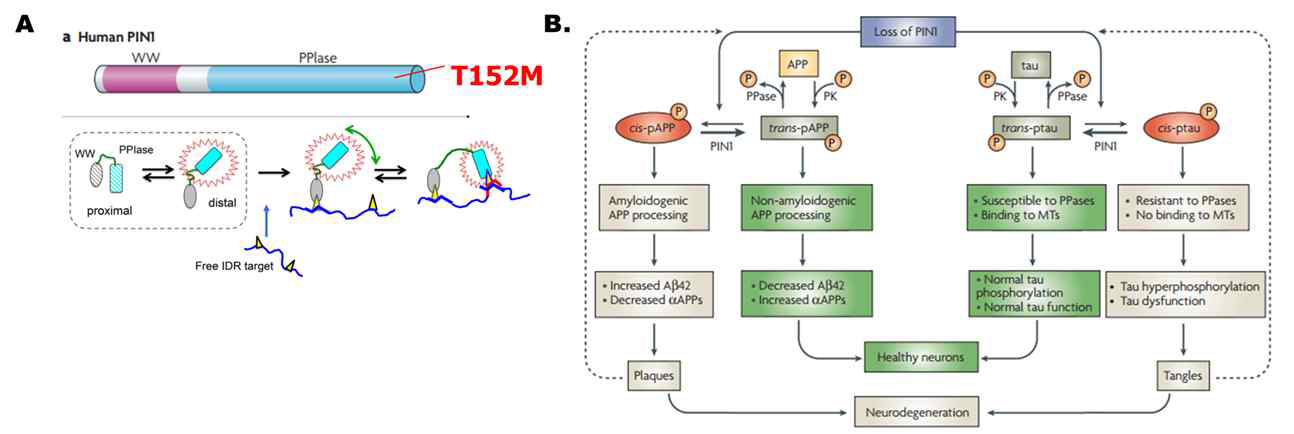 human PIN1 단백질의 도메인 구성, 작용기작(A) 및 PIN1 기능 이상으로 유도될 수 있는 알츠하이머병을 나타낸 모식도(B)