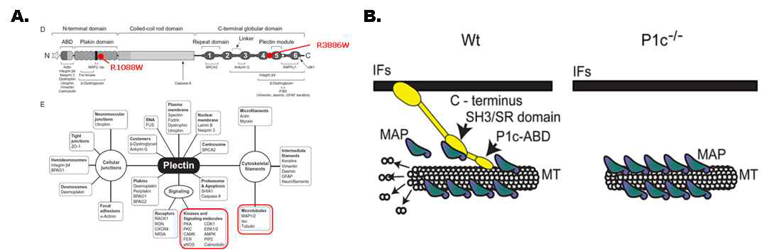 human Plectin 단백질의 도메인 구조 및 binding partners (A), Microtubule과 Tau(MAP)에 경쟁적으로 결합하는 Plectin을 나타낸 모식도 (B)