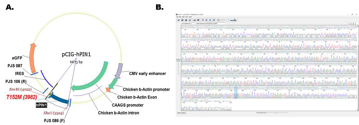 pCIG-hPIN1:T152M-IRES-GFP 플라스미드를 나타낸 모식도 (A) 및 Sanger sequencing 결과 (B)