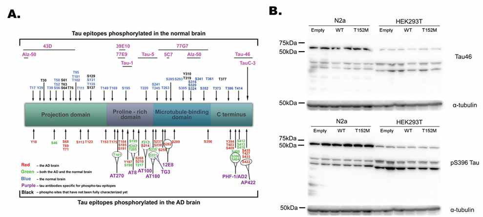 human Tau 단백질 내 phosphorylation sites (A) 및 Western blot을 통한 Tau, pTau 단백질 변화(B)