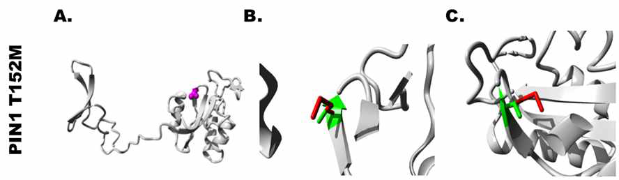 PIN1 T152M 돌연변이에 의해 예측되는 단백질 구조 변화