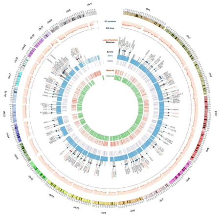 Batch 1의 샘플의 de novo mutation의 분포에 대한 circos plot