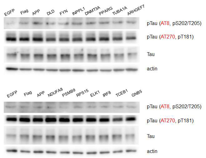 The status of tau phosphorylation in SH-SY5Y cells overexpressing genes indicated