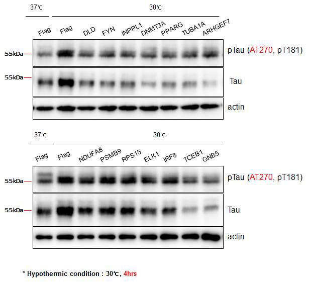 The hyper-phosphorylation of tau in condition of hypothermin condition