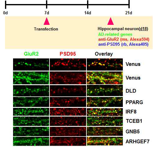 The experimental scheme and results of co-localization of GluR1 and PSD95 in primary cultured neuronal cell