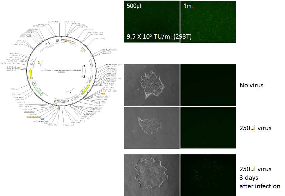 The map of pLV-venus vector and transduction of virus on human embryonic stem cell