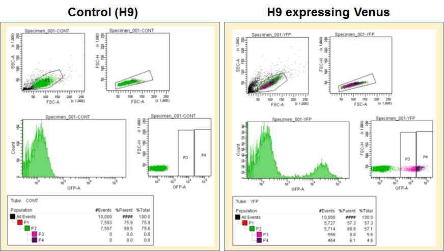 The sorting with FACS with human embryonic stem cell containing pLV-venus-GFP