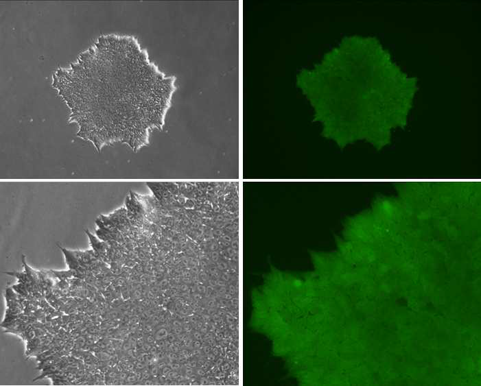 The human embryonic stem cells overexpressing GFP