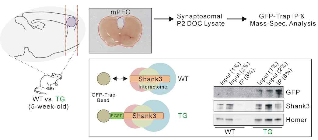 내측전두엽(mPFC) 조직에서 추출한 Shank3 단백질 네트워크