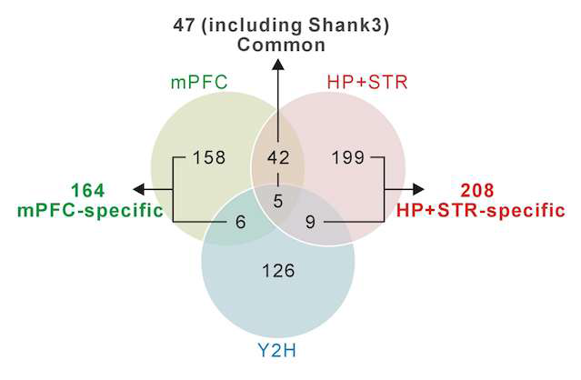 내측전두엽(mPFC)과 해마+줄무늬체(HP+STR) 단백질