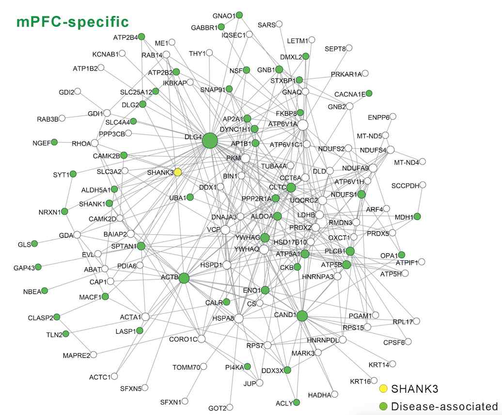 내측전두엽(mPFC) 특이적 SHANK3 단백질 상호작용 네트워크