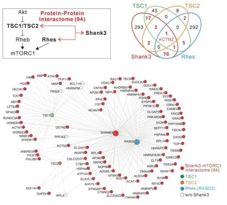 Shank3-mTORC1 상호작용체 유전자 네트워크