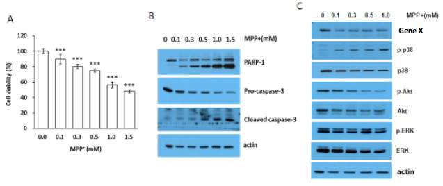 SH-SY5Y cell에 MPP+를 처리하여 MTT assay(A)와 western blot 결과(B,C)