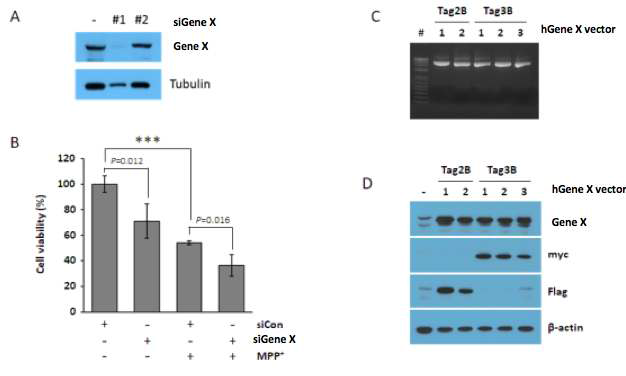 siGene X에 의단 단백질 변화(A)와 cell viability 변화(B) 결과. Gene X 과발현 벡터 제작(C)과 단백질 변화(D) 조사